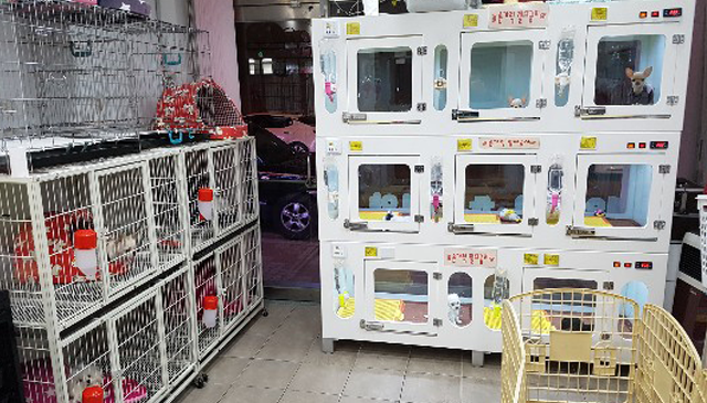 광주강아지