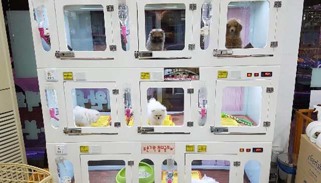 광주강아지