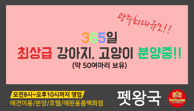 광주애견분양